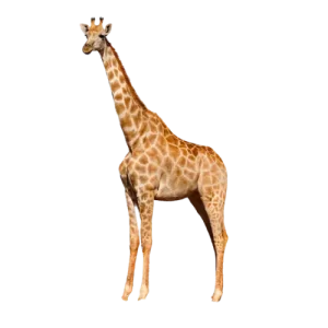 Southern Giraffe